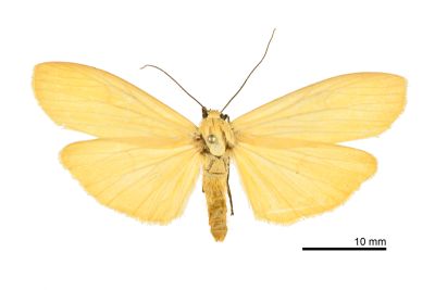 巨土苔蛾 Katha magnata magnata 雌蟲
