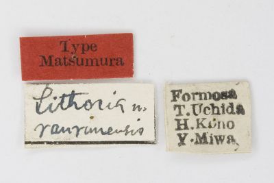Lithosia ranrunensis