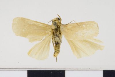 Lithosia ranrunensis 雄蟲