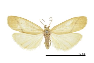後褐斑苔蛾 Notata parva 雌蟲