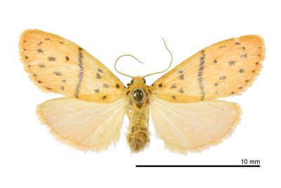 短梯紋美苔蛾 Miltochrista arcuata 雌蟲