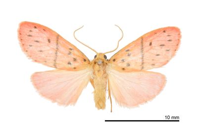 短梯紋美苔蛾 Miltochrista arcuata 雄蟲