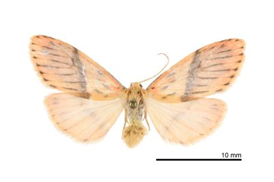 Lyclene mediobliqua 雌蟲