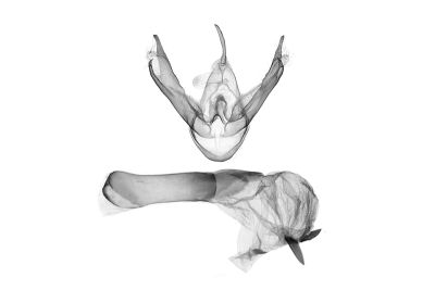 Lyclene mediobliqua 雄蟲
