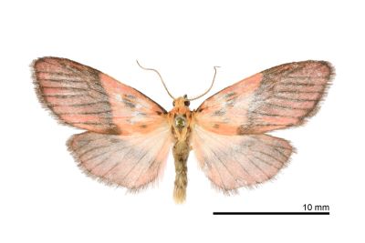 Lyclene mediobliqua 雄蟲
