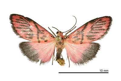 中斜帶美苔蛾 Miltochrista mediobliqua 雄蟲