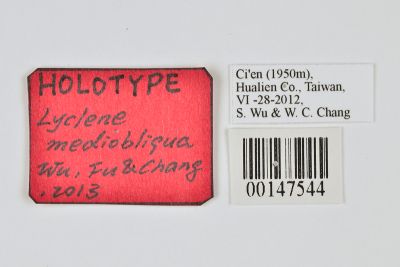 Lyclene mediobliqua