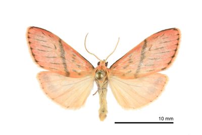 Lyclene mediobliqua 雄蟲