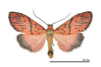 中斜帶美苔蛾 Miltochrista mediobliqua 雄蟲