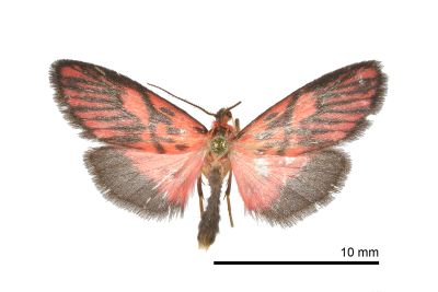 中斜帶美苔蛾 Miltochrista mediobliqua 雄蟲