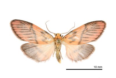 Lyclene mediobliqua 雄蟲