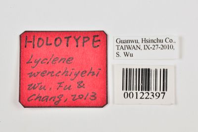 細條斑深山豔苔蛾 Miltochrista wenchiyehi