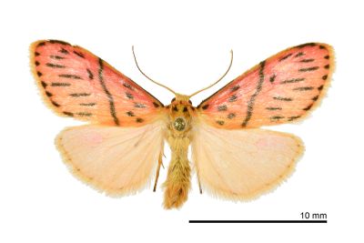 細條斑深山豔苔蛾 Miltochrista wenchiyehi 雄蟲