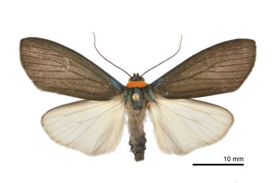 烏閃苔蛾 Paraona staudingeri formosana 雄蟲