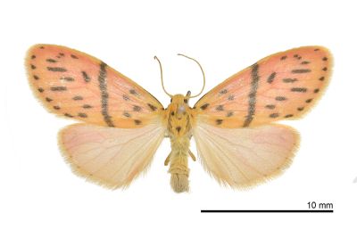 梯紋美苔蛾 Miltochrista acteola 雌蟲