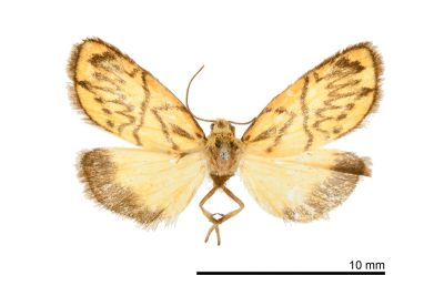 箭星雅苔蛾 Ammatho dentata 雄蟲