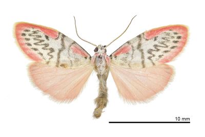 之美苔蛾 Miltochrista ziczac 雄蟲