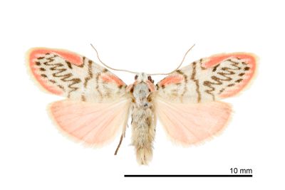 之美苔蛾 Miltochrista ziczac 雄蟲