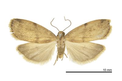 雙線苔蛾 Mithuna arizana 雄蟲