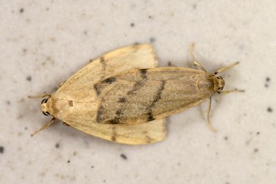 雙線苔蛾 Mithuna arizana 交尾中個體
