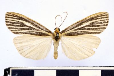 流線黑苔蛾 Agylla pulchristriata 雄蟲