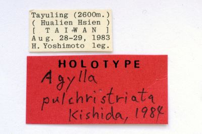 流線黑苔蛾 Agylla pulchristriata