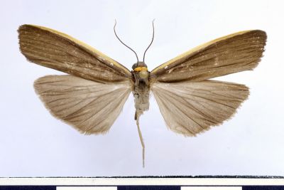 黑緣荷苔蛾 Ghoria bani 雄蟲