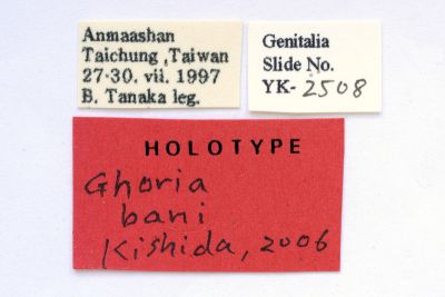 黑緣荷苔蛾 Ghoria bani