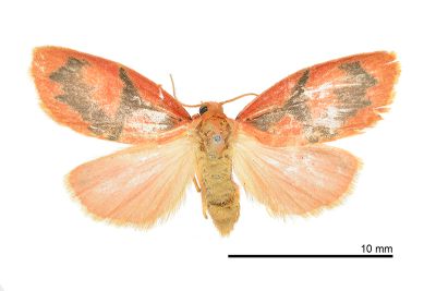 丁嘉異美苔蛾 Aberrasine dingjiai 雌蟲