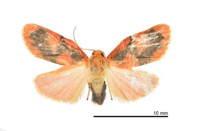 丁嘉異美苔蛾 Aberrasine dingjiai 雄蟲