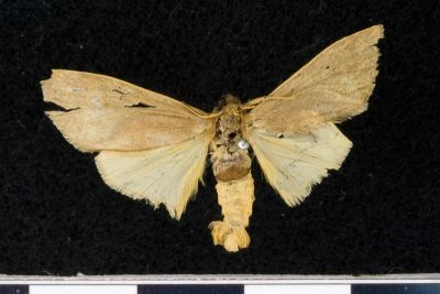 Nishada formosibia