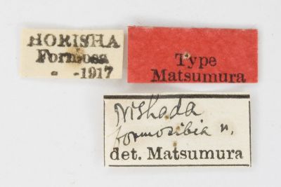 Nishada formosibia