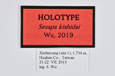 岸田氏瑟美苔蛾 Sesapa kishidai 雄蟲