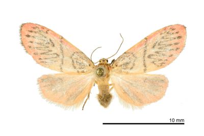 恆春瑟美苔蛾 Sesapa koshunica 雄蟲