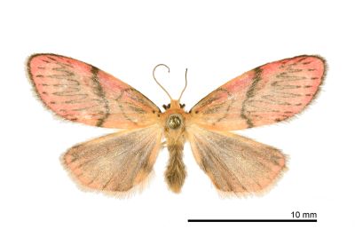 恆春瑟美苔蛾 Sesapa koshunica 雌蟲