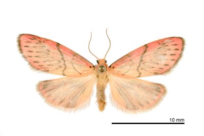 恆春瑟美苔蛾 Sesapa koshunica 雄蟲