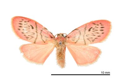 恆春瑟美苔蛾 Sesapa koshunica 雄蟲