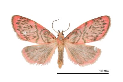 恆春瑟美苔蛾 Sesapa koshunica 雄蟲