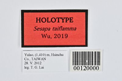 臺火瑟美苔蛾 Sesapa taiflamma 雄蟲