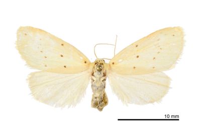 黃痣苔蛾 Stigmatophora flava 雌蟲