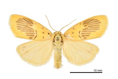 花蓮痣苔蛾 Stigmatophora karenkonis 雄蟲