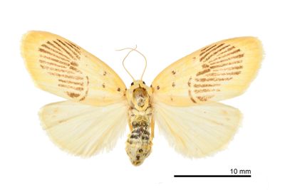 花蓮痣苔蛾 Stigmatophora karenkonis 雌蟲