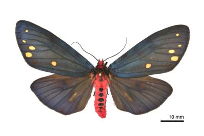 烏麗燈蛾 Taicallimorpha albipuncta 雌蟲