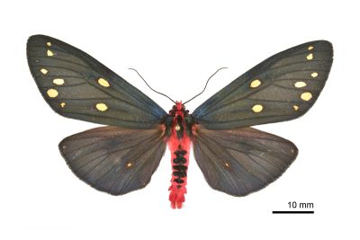 烏麗燈蛾 Taicallimorpha albipuncta 雄蟲