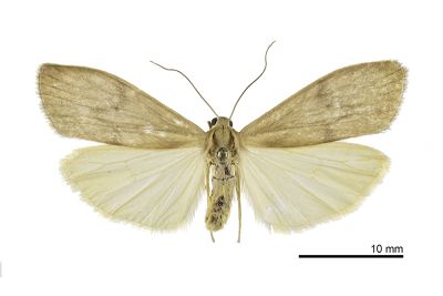臺灣凸紋苔蛾 Teuloma tainebula 雌蟲