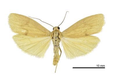 臺灣凸紋苔蛾 Teuloma tainebula 雄蟲