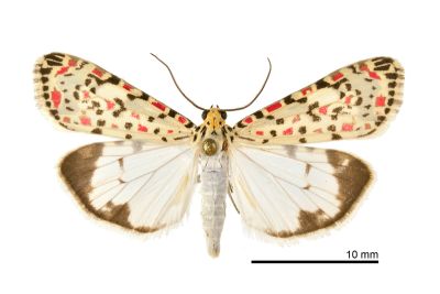 普三色星燈蛾 Utetheisa pulchelloides vaga 雄蟲