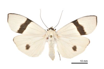 維黃華苔蛾 Vamuna alboluteora 雌蟲