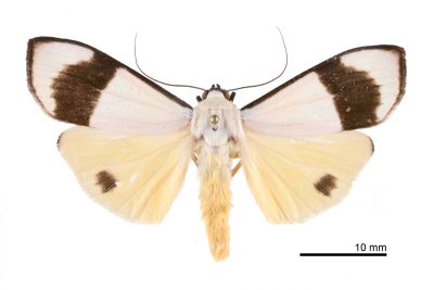 維黃華苔蛾 Vamuna alboluteora 雄蟲