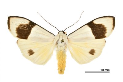 維黃華苔蛾 Vamuna alboluteora 雄蟲